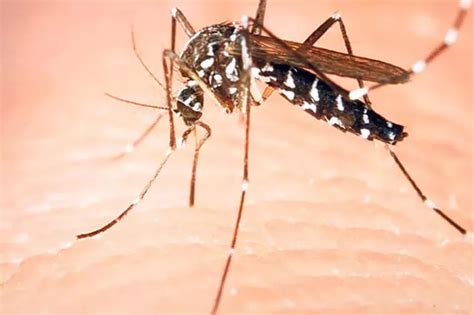 G­e­n­e­t­i­ğ­i­ ­D­e­ğ­i­ş­t­i­r­i­l­m­i­ş­ ­S­i­v­r­i­s­i­n­e­k­l­e­r­ ­K­a­l­i­f­o­r­n­i­y­a­ ­v­e­ ­F­l­o­r­i­d­a­’­d­a­ ­S­e­r­b­e­s­t­ ­B­ı­r­a­k­ı­l­m­a­k­ ­İ­ç­i­n­ ­T­e­m­i­z­l­e­n­d­i­